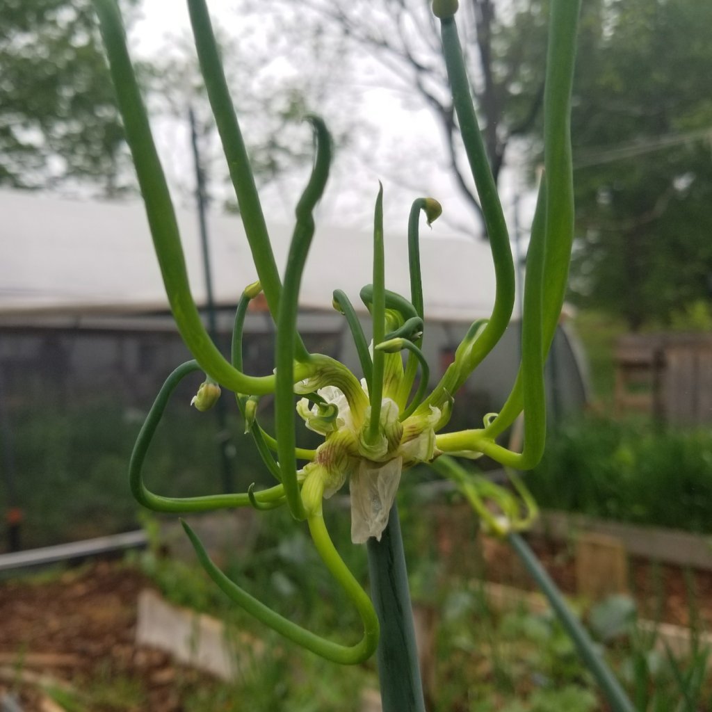 Egyptian Walking Onion (Seasonal) - Sow True Seed