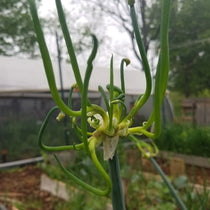 Egyptian Walking Onion (Seasonal) - Sow True Seed