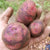 Potato - Purple Viking - Sow True Seed