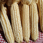 Dent Corn Seeds - Cataloochee White - Sow True Seed
