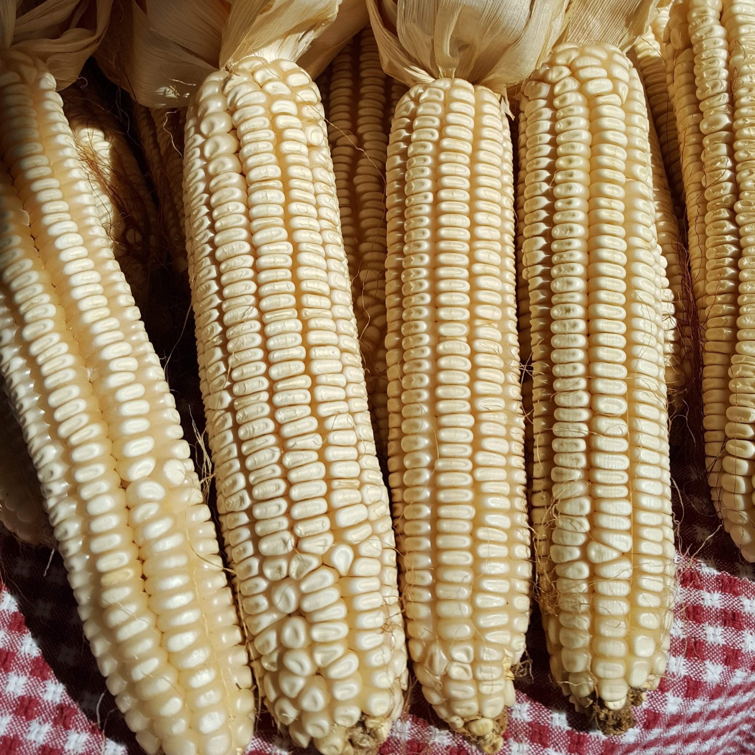 Dent Corn Seeds - Cataloochee White - Sow True Seed