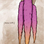 Carrot Seeds - Cosmic Purple - Sow True Seed
