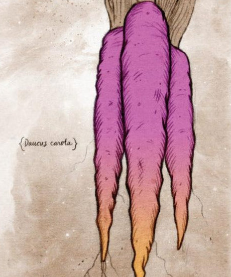 Carrot Seeds - Cosmic Purple - Sow True Seed