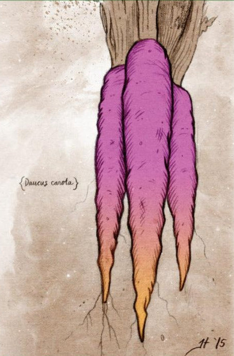 Carrot Seeds - Cosmic Purple - Sow True Seed