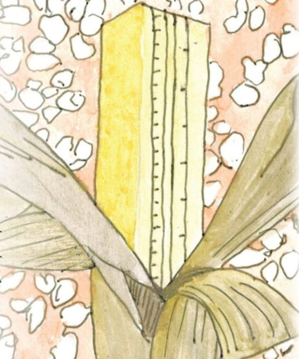 Flint Corn Seeds - Pennsylvania Dutch Butter Flavored Popcorn, ORGANIC - Sow True Seed