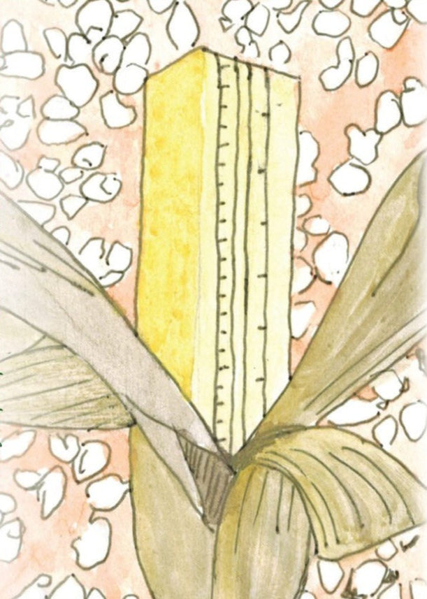 Flint Corn Seeds - Pennsylvania Dutch Butter Flavored Popcorn, ORGANIC - Sow True Seed
