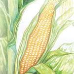 Sweet Corn - Golden Bantam 12-Row Improved - Sow True Seed