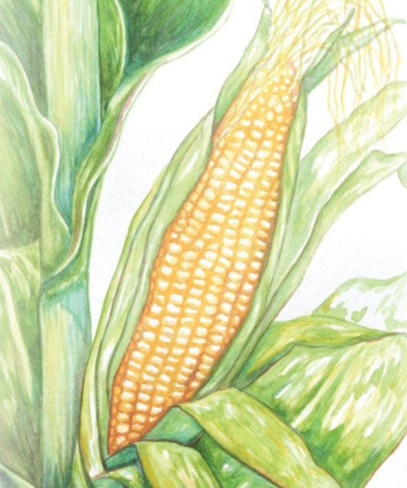 Sweet Corn - Golden Bantam 12-Row Improved - Sow True Seed