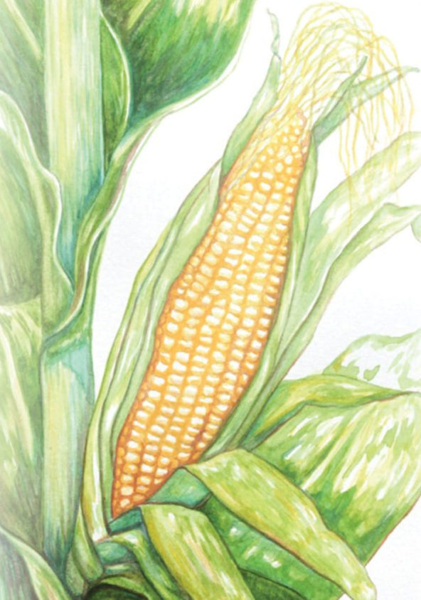 Sweet Corn - Golden Bantam 12-Row Improved - Sow True Seed