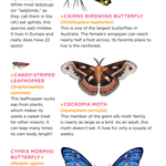 Fluttery, Friendly Tattoo Butterflies - Sow True Seed