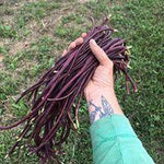 Asparagus Bean Seeds - Red Podded, ORGANIC - Sow True Seed