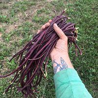 Asparagus Bean Seeds - Red Podded, ORGANIC - Sow True Seed