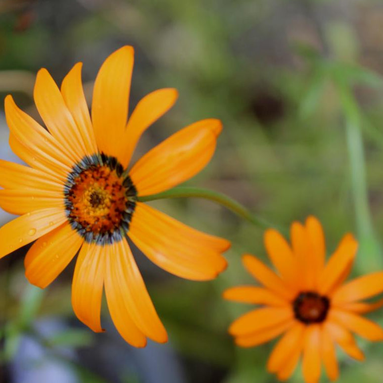 Daisy Seeds - African Flake - Sow True Seed