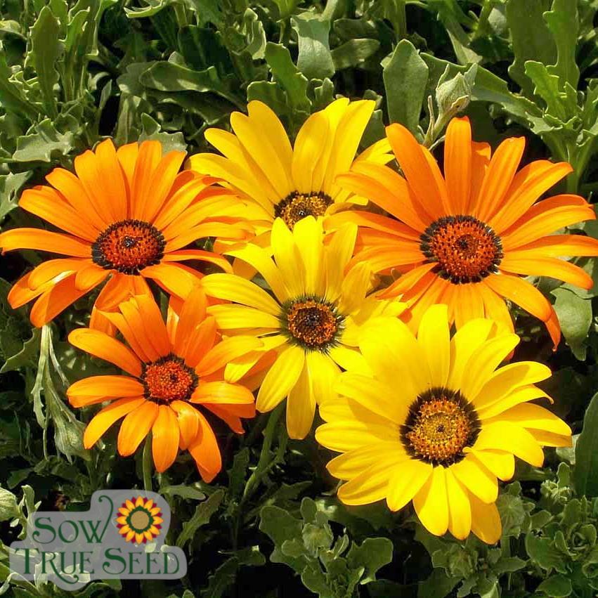 Daisy Seeds - African Flake | Sow True Seed