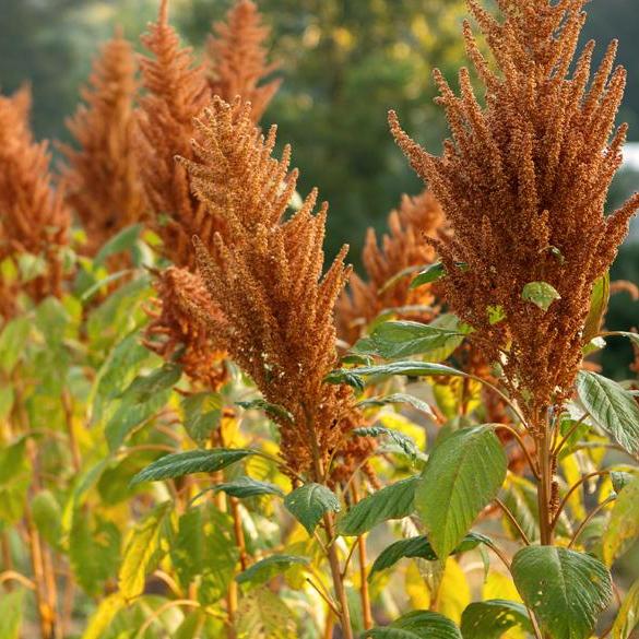 amaranth flower seeds Golden Giant Amaranth Seed | Sow True Seed