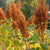 Amaranth Seeds- Golden Giant, ORGANIC - Sow True Seed