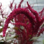 Amaranth Seeds- Hopi Red Dye - Sow True Seed