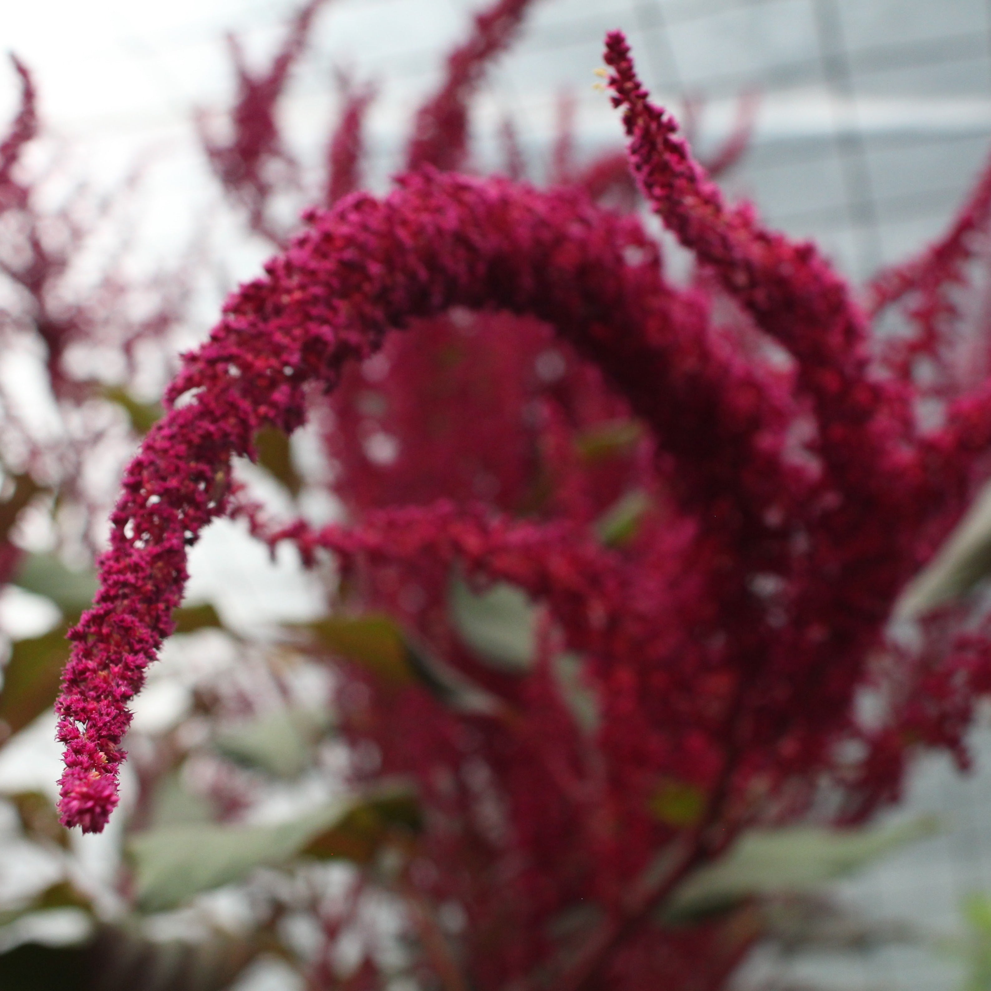 Amaranth Seeds- Hopi Red Dye - Sow True Seed