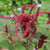 Amaranth Seeds- Hopi Red Dye - Sow True Seed
