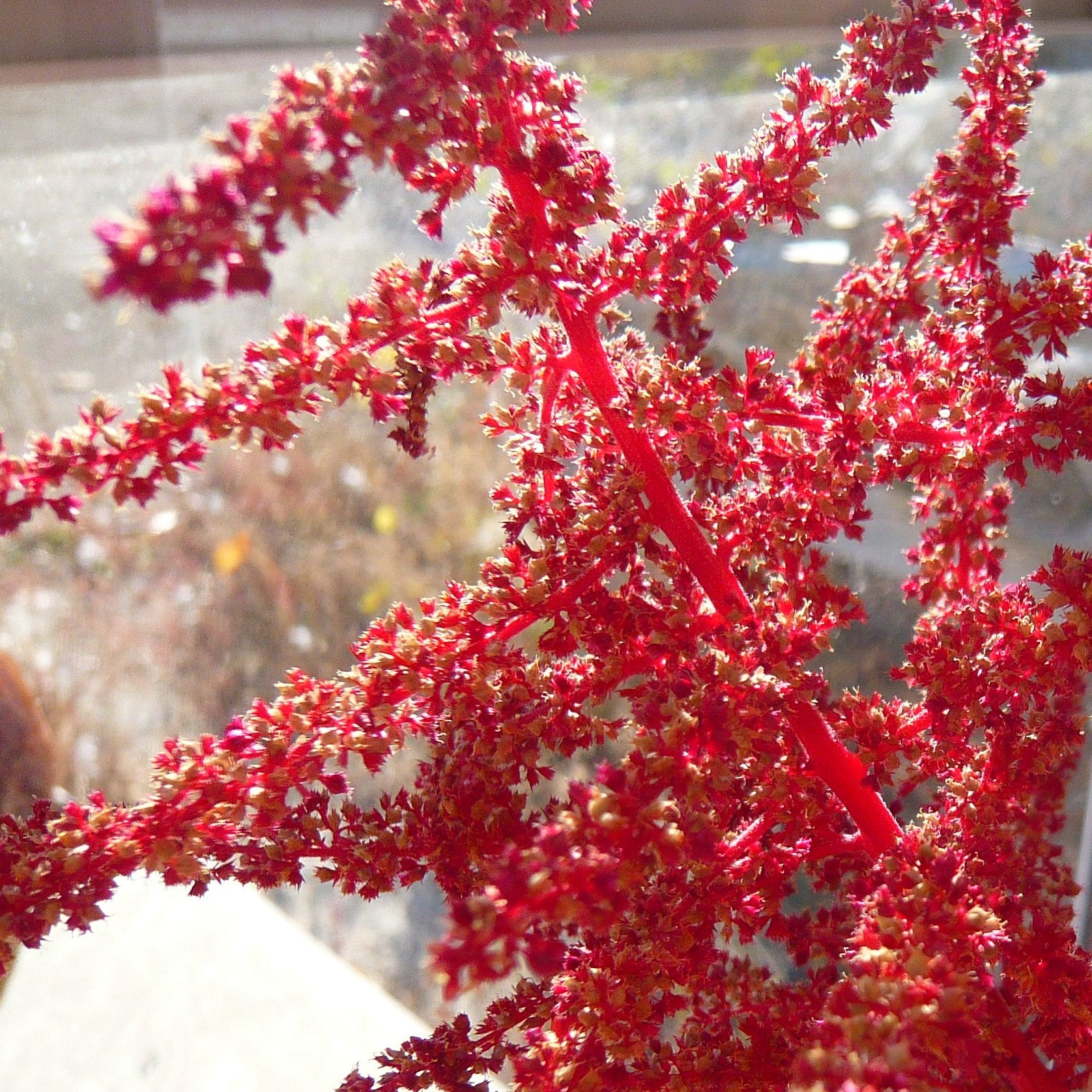 Amaranth Seeds- Hopi Red Dye - Sow True Seed