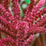 Amaranth Seeds - Love Lies Bleeding - Sow True Seed