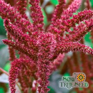 Amaranth Seeds - Love Lies Bleeding - Sow True Seed
