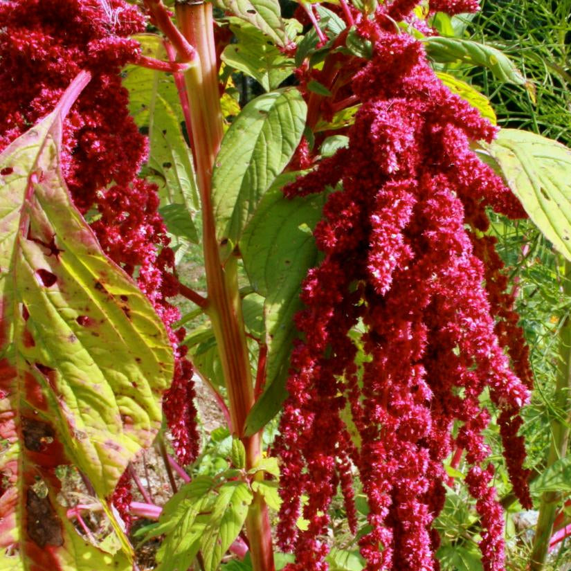 Amaranth Seeds - Love Lies Bleeding - Sow True Seed