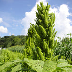 Amaranth Seeds - Montana Popping - Sow True Seed