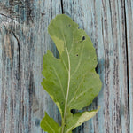 Arugula Seeds - Slow Bolt - Sow True Seed