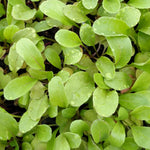 Arugula Seeds - Slow Bolt - Sow True Seed