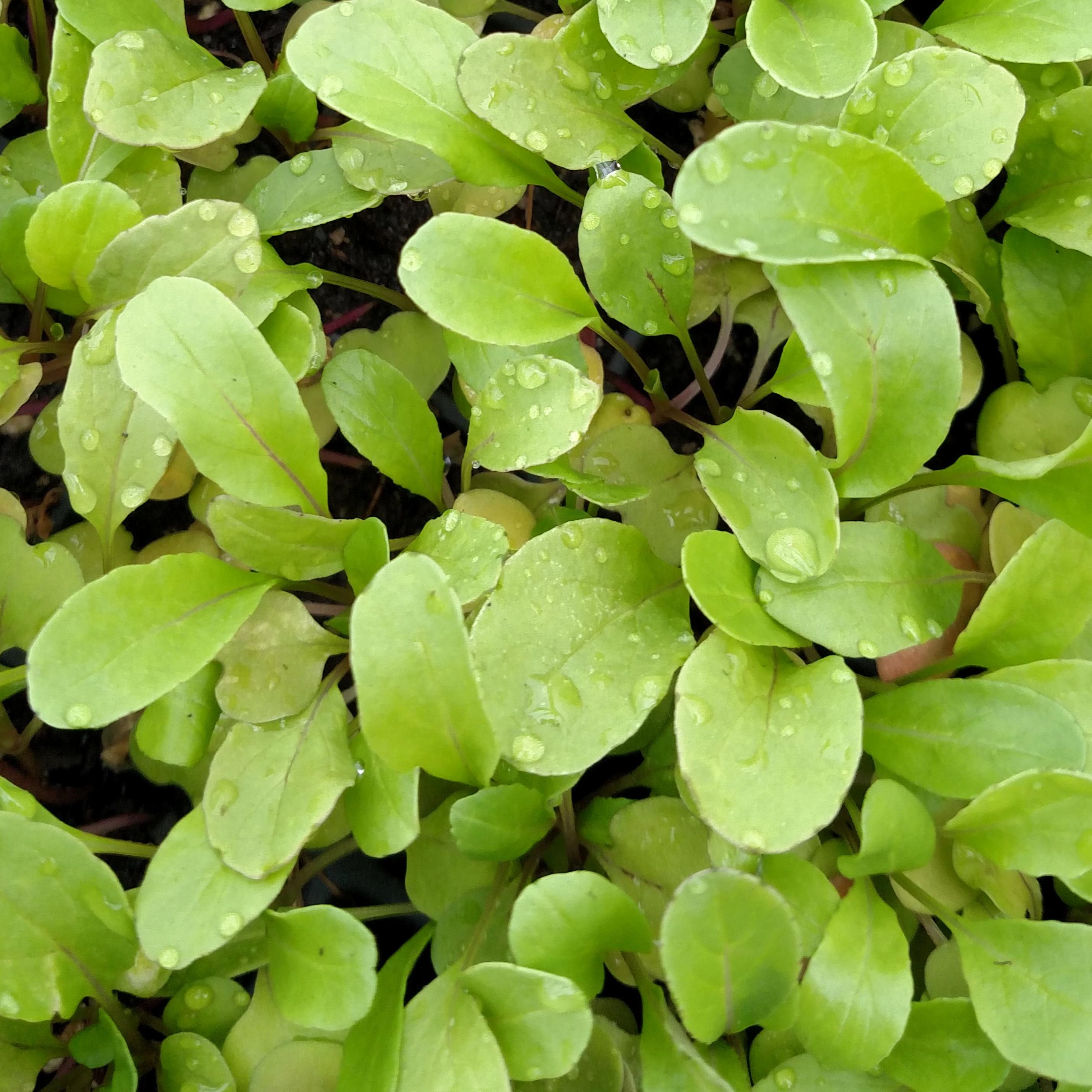 Arugula Seeds - Slow Bolt - Sow True Seed