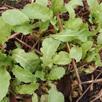 Arugula Seeds - Arugula, ORGANIC - Sow True Seed