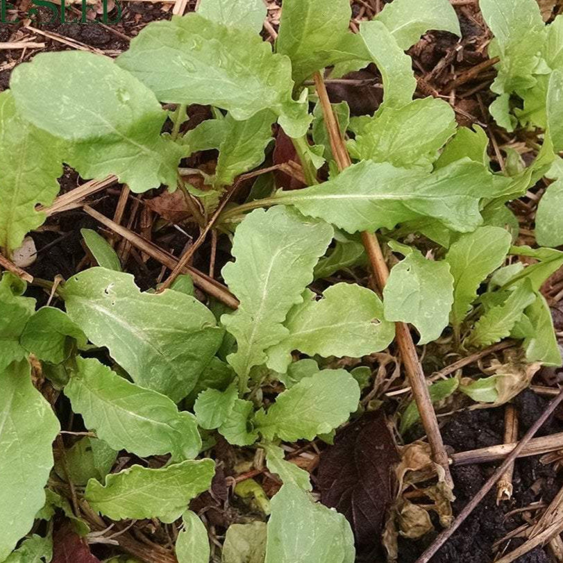 Arugula Seeds - Arugula, ORGANIC - Sow True Seed