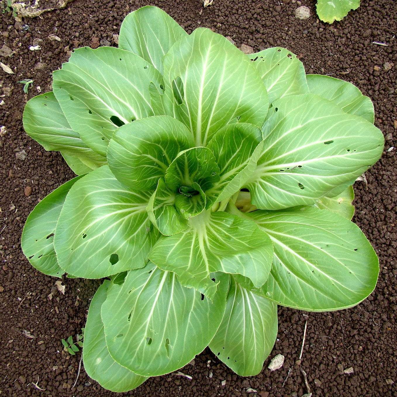 pak choi seed planting Asian Greens Seeds