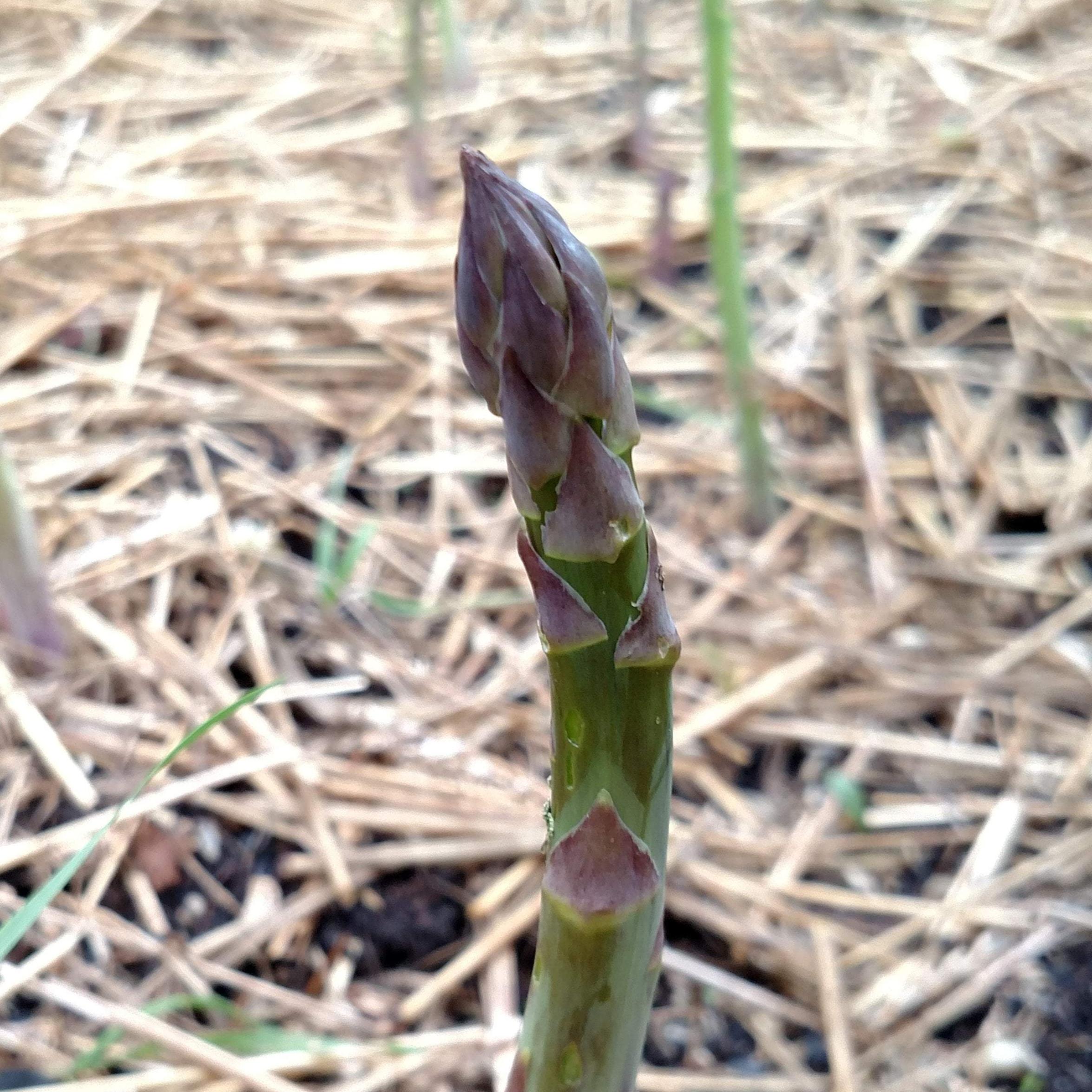 Asparagus - Mary Washington CROWNS - Sow True Seed