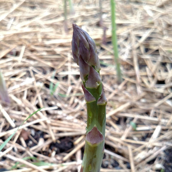 Mary Washington Heirloom Asparagus Crowns Sow True Seed