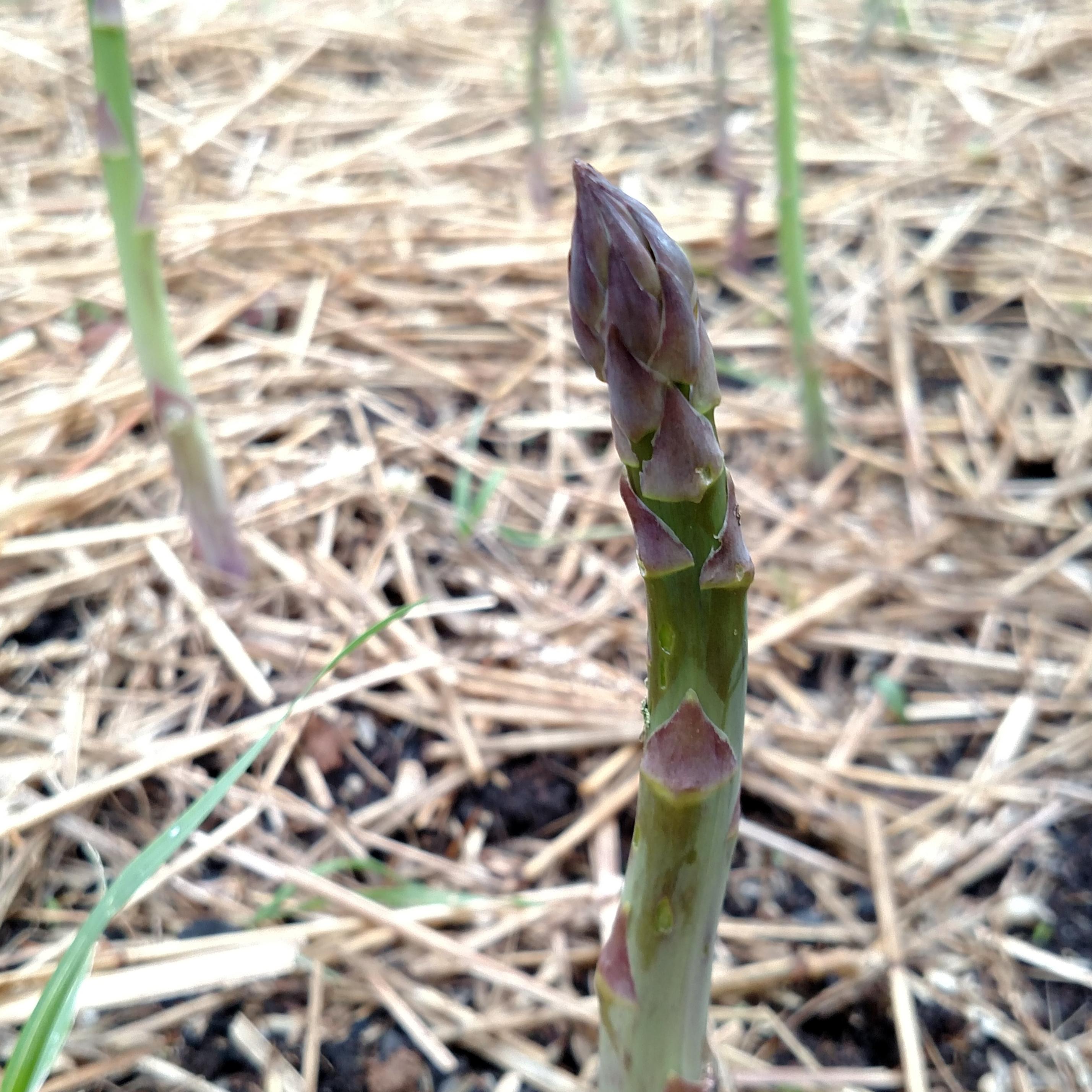 seeds on asparagus plants Asparagus seed - Mary Washington | Heirloom perennial