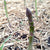 Asparagus Seeds - Mary Washington - Sow True Seed