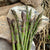Asparagus - Mary Washington CROWNS - Sow True Seed