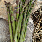 Asparagus Seeds - Mary Washington - Sow True Seed