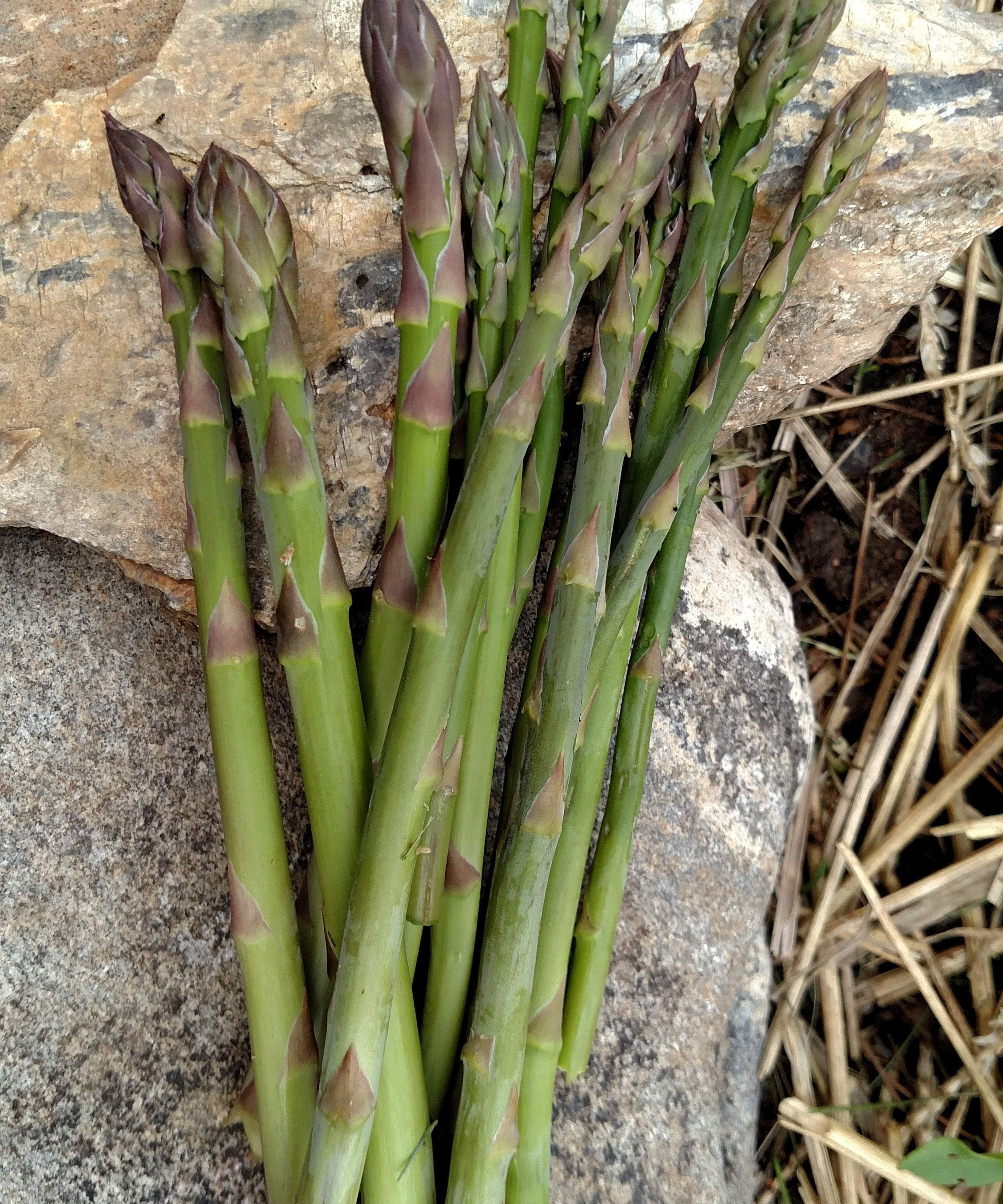 Asparagus Seeds - Mary Washington - Sow True Seed
