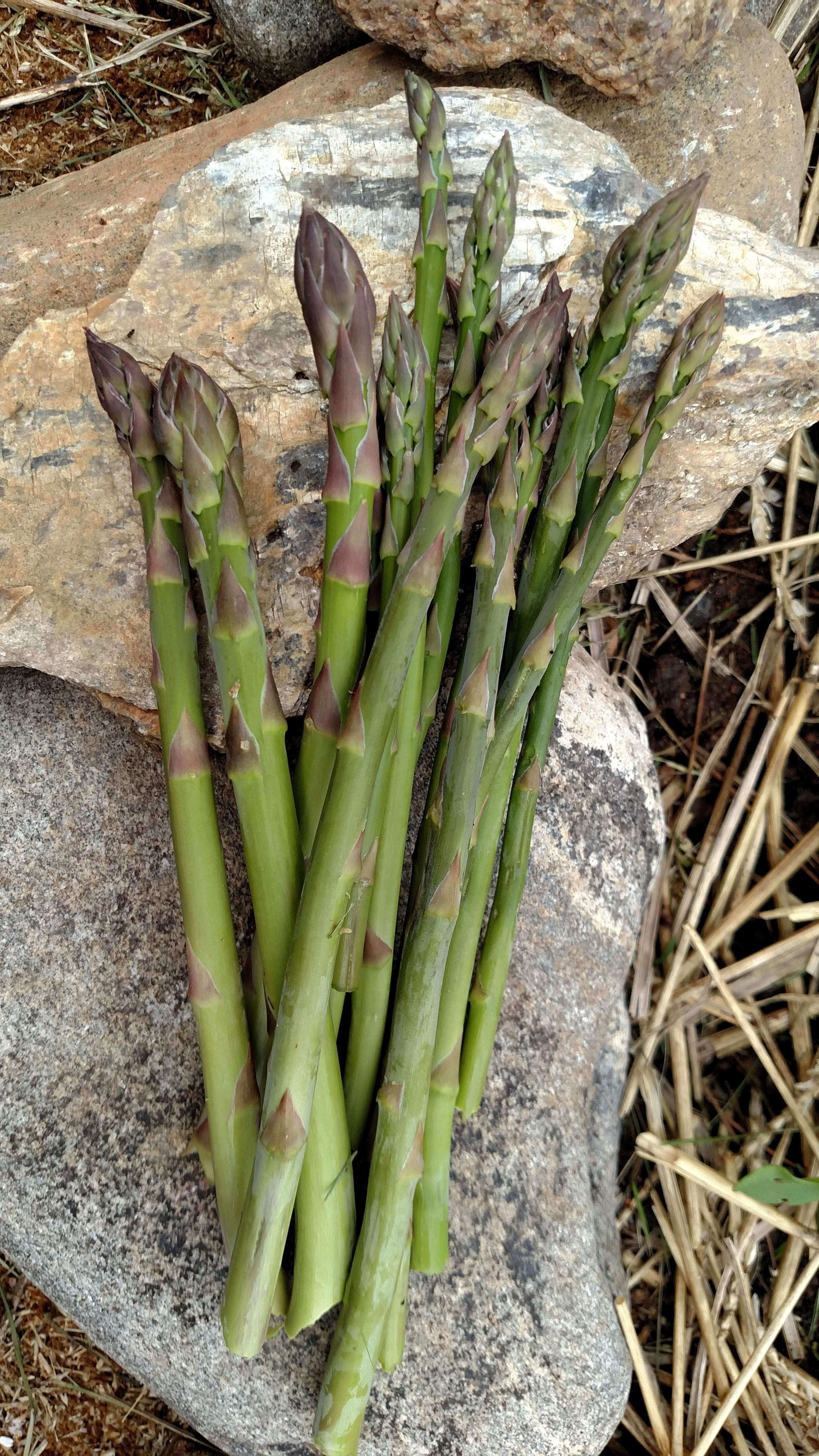 Asparagus Seeds - Mary Washington - Sow True Seed