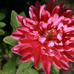 Aster Seeds - Single Rainbow - Sow True Seed