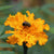 Marigold Seed - Aztec - Sow True Seed