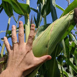 Dent Corn Seeds - Blue Ridge White Capped - Sow True Seed