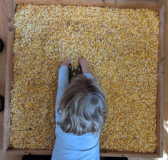Dent Corn Seeds - Blue Ridge White Capped - Sow True Seed