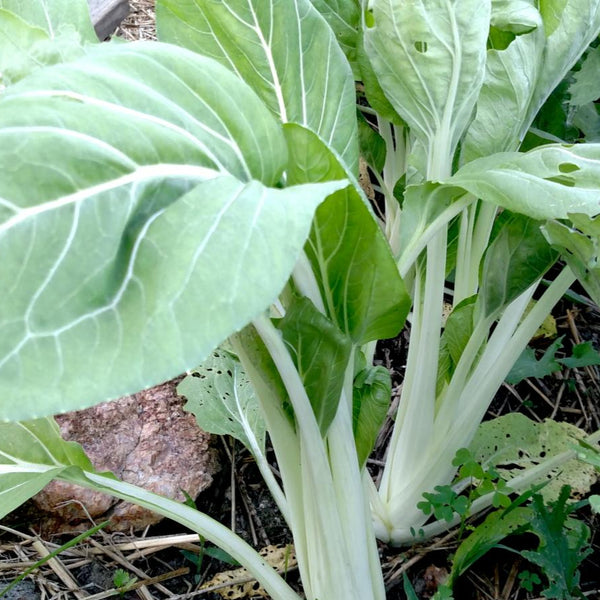 bok choy seeds from plant Bok Choy Seeds | Sow True Seed