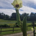 Okra Seeds - Bartley - Sow True Seed