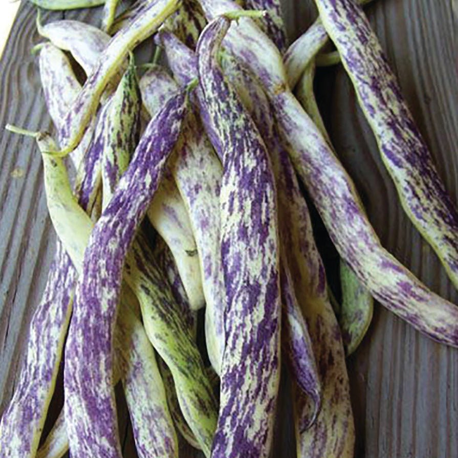 Bush Bean Seeds - Dragon Tongue - Sow True Seed