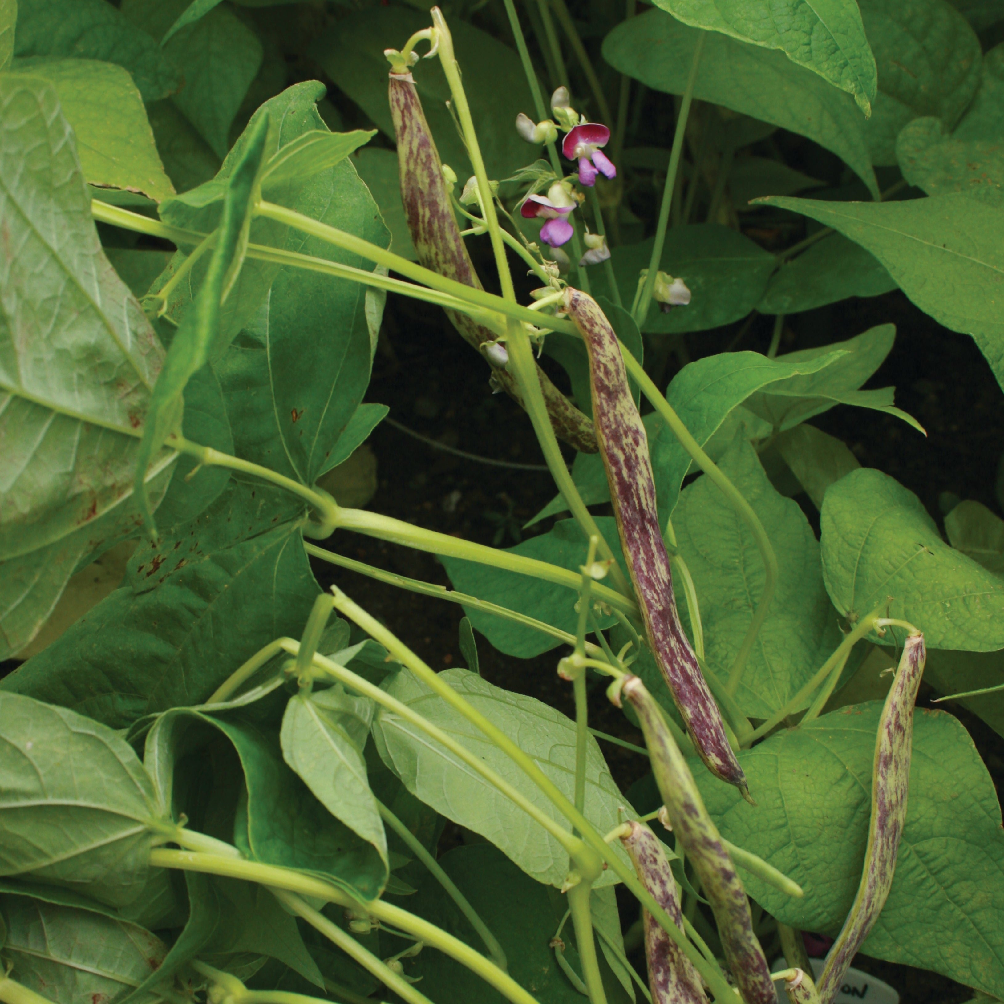 plant bush beans from seed Bush Bean Seeds - Dragon Tongue | Sow True Seed